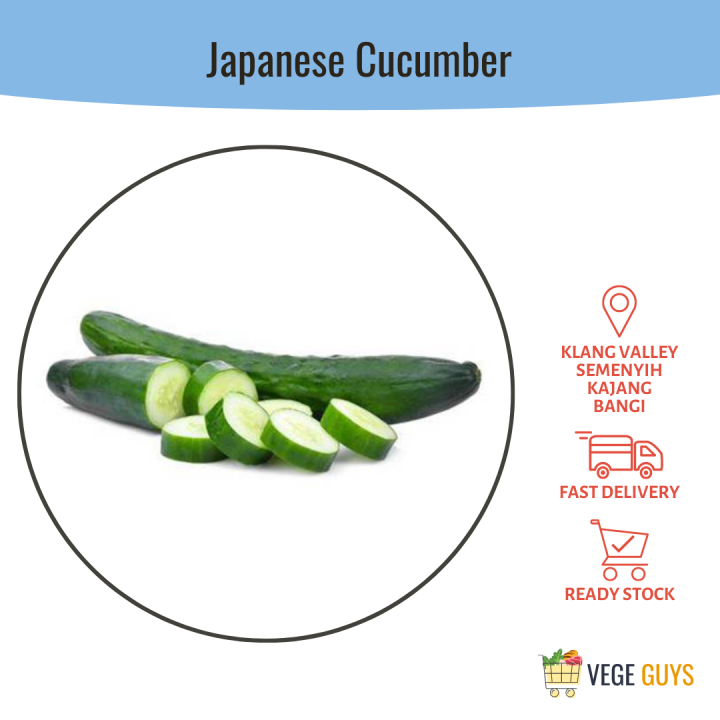 Japanese Cucumber 日本青瓜 (+/ 500g) Lazada