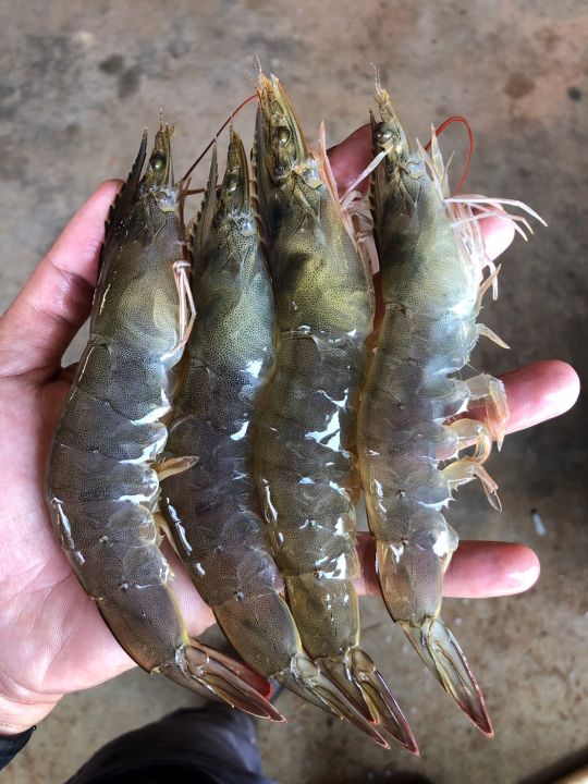 อาหารเสริมกุ้ง-betacoat-เบต้าโค้ท-ยีสต์-ครีมเข้มข้น-เคลือบอาหาร-กุ้งปลา-1-แกลลอน-5-กิโล-กุ้งโต-ป้องกันโรคขี้ขาว-กุ้งขาว