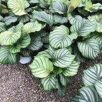 ( PRO+++ ) โปรแน่น.. คล้าใบตอง (Calathea Orbifolia) สุ่มต้นส่งให้ สวยตรงปกแน่นอน ไซส์L ราคาสุดคุ้ม พรรณ ไม้ น้ำ พรรณ ไม้ ทุก ชนิด พรรณ ไม้ น้ำ สวยงาม พรรณ ไม้ มงคล