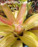 สับปะรดสี Neoregelia Orange Glow ต้นขนาดกลาง (จำหน่ายแบบถอดกระถาง)