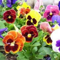 เมล็ดพันธุ์ ดอกแพนซี่ ดอกหน้าแมว คละสี (Swiss Giants Pansy Mix Seed) บรรจุ 10 เมล็ด ดอกทานได้