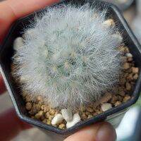 Pro +++ เบาๆ : แมมขนแกะไม้เมล็ด Mammillaria Bocacsana v.multilatana ราคาดี พรรณ ไม้ น้ำ พรรณ ไม้ ทุก ชนิด พรรณ ไม้ น้ำ สวยงาม พรรณ ไม้ มงคล