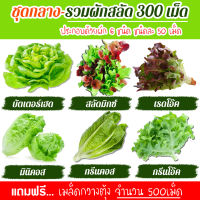 เมล็ดพันธุ์ผักสลัด 6 ชนิด รวม 300เมล็ด อัตราการงอก95% เมล็ดพันธุ์ (แถมฟรี!!! เมล็ดผักกวางตุ้ง 500 เม็ด))