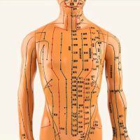 40CM Human Body Acupuncture Model Female/Male Meridians Environmentally Friendly PVC Material Hard Model Chinese Medicine 1PC