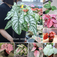 ?บานเพื่อคุณเท่านั้น?บอนสี 100เมล็ด Mixed Colors Caladium Seeds Flower Seed ☚บอนสีหายาก ต้นไม้บอลสี ต้นไม้มงคล ต้นไม้ฟอกอากาศ เมล็ดดอกไม้ ต้นไม้ประดับ เมล็ดบอนสี พันธุ์ไม้หาย