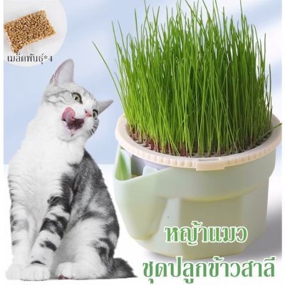 【Dimama】หญ้าแมว ออร์แกนิค ชุดปลูกข้าวสาลี ชุดหญ้าแมว ถาดเพาะต้นอ่อน ชุดปลูกข้าวสาลีแมว
