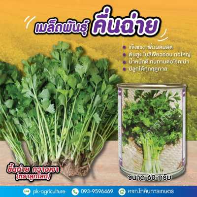 เมล็ดพันธุ์คื่นฉ่าย กวางเจา (ลูกโลก) ขนาด 60 กรัม