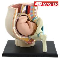 4 d MASTER educational toy pregnancy pregnant organs anatomical model of medical teaching model