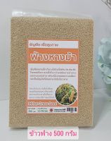 ข้าวฟ่างหางม้า Millet Grass Seed ธัญพืช ทำขนม ทำอาหารคาวหวาน ปริมาณ 500 กรัม