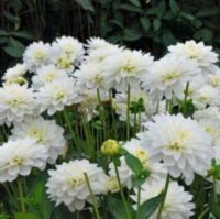 1 หัว/ออเดอร์ รักเร่ Dahlia Bulbs สายพันธุ์ Karma Maarten Zwaan หัวรักเร่ ดอกไม้ หัวหน่อ เหง้า นำเข้า เนเธอร์แลน หัวสดใหม่