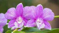 30 เมล็ดพันธุ์ เมล็ดกล้วยไม้ กล้วยไม้สกุลหวาย (Dendrobium) Orchid flower seeds อัตราการงอก 80-85%