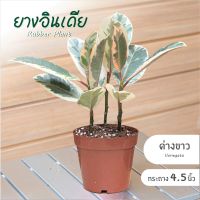 Treeno.9 T1 ยางอินเดีย ด่างขาว (1 ต้น / 3 ต้น ใน 1 กระถาง) กระถาง 4.5 - 6 นิ้ว สูง 25-35 cm. (Rubber Plant) เพาะเมล็ด ต้นสวย ไม้ฟอกอากาศ ไม้มงคล