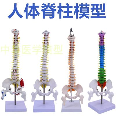 Human spine model 1:1 adult bonesetting practice cervical lumbar spine model human body skeleton model frame