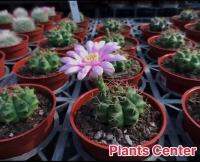 โปรโมชั่น (cuihg)กระบองเพชร แคคตัส cacuts Gymnocalycium anisitsii (K.Schum.)Britt .et Rose ยิมโนคาไลเซี่ยม แอนนิสสิ บริตตัน แอนด์ โรส สุดคุ้ม ต้นไม้ ต้นไม้ ฟอก อากาศ กระถาง ต้นไม้ ไม้ ประดับ