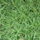 ขายส่ง 1กิโลกรัม เมล็ดหญ้าญี่ปุ่น Japanese Lawn Grass Zoysia japonica Kerean Lawngrass หญ้าปูสนาม สนามหญ้า พืชตระกูลหญ้า เมล็ดพันธ์หญ้า