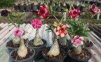 10 เมล็ด เมล็ดพันธุ์ ชวนชม สายพันธุ์ฮอลแลนด์ คละสี Adenium Seed กุหลาบทะเลทราย Desert Rose ราชินีบอนไซ อัตราการงอก 80-90% มีคู่มือปลูก