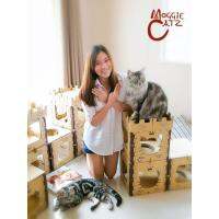 TCN ของเล่นแมว ส่งฟรี!! Moggie Catz: ชุดปราสาทแมว แถมที่ฝนเล็บผสมแคทนิปในตัว คอนโดแมว  ของเล่นเหมียว