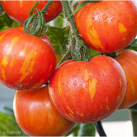 เมล็ดพันธุ์ มะเขือเทศ ไทเกอร์เรลล่า Tigerella Tomato Seed 20 เมล็ด คุณภาพดี ของแท้