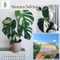 ( Pro+++ ) คุ้มค่า ชุดปลูกมอสเตอร่า ไจแอนท์ลุ้นด่าง Monstera Deliciosa (Giant) มอนสเตอร่าไจแอนท์ ต้นไม้ฟอกอากาศ พร้อมปลูกลุ้นด่าง ราคาดี พรรณ ไม้ น้ำ พรรณ ไม้ ทุก ชนิด พรรณ ไม้ น้ำ สวยงาม พรรณ ไม้ มงคล