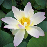 5 เมล็ดพันธุ์ บัว สายพันธุ์ Oriole Lotus สีขาว นำเข้าจาก อเมริกา เพาะปลูกและเก็บเมล็ดในไทย ขยายพันธุ์ในไทยได้