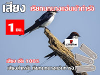 เสียงนก นางแอ่น ใช้เรียก นกนางแอ่น เข้าทำรัง เสียงชัด100% นาน 1 ชั่วโมง USB แฟลชไดร์ฟ หมานๆ