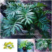 ?ต้นฟิโลเดนดรอนมาโยอิ มาโยอิ Philodendron Mayoi ไม้ประดับ ไม้ร่ม ไม้ใบ ไม้ฟอกอากาศ?