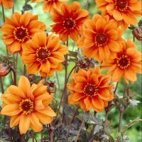 1 หัว/ออเดอร์ รักเร่ Dahlia rhizome สายพันธุ์ Bishop of oxford หัวรักเร่ ดอกไม้ หัวหน่อ เหง้า นำเข้า เนเธอร์แลน หัวสดใหม่