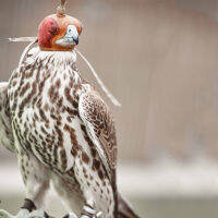 Falconry Eagle Hood การฝึกอบรมหมวกเหยี่ยวตาหน้ากากป้องกันหมวกกันน็อค nisu accipiter virgatus affini เอเชีย Kestrel