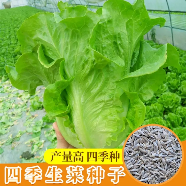 Vegetable seed Italian lettuce seeds fastgrowing butter lettuce seeds