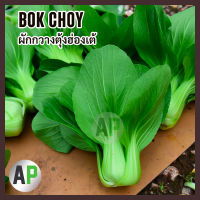 [ 3000เมล็ด ] เมล็ดพันธุ์ กวางตุ้งฮ่องเต้ ผักกวางตุ้งฮ่องเต้ Bok choy Canton Pak Choi Seed !!