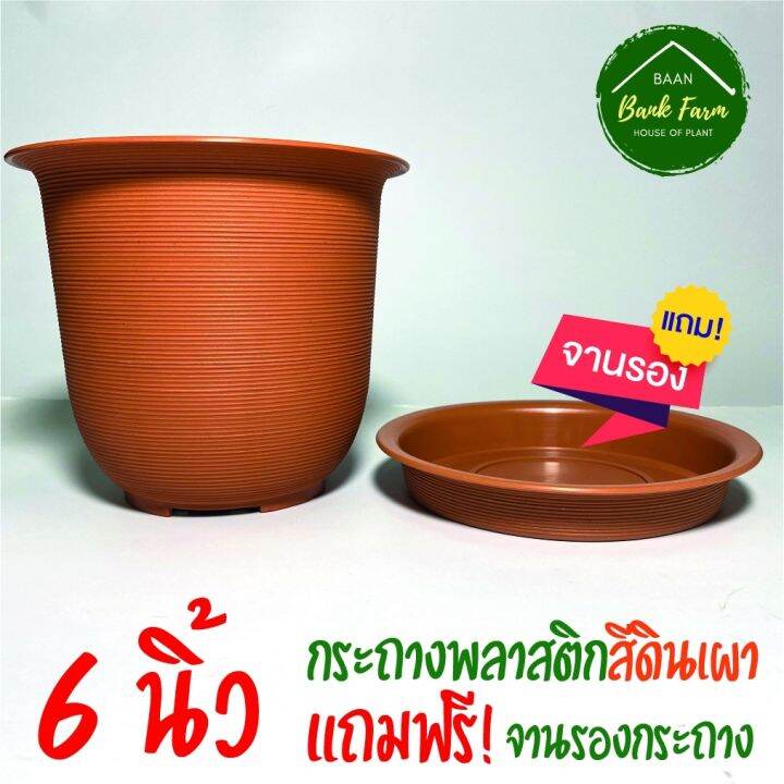 กระถางญาญ่า6นิ้ว-1ใบ-ฟรี-จานรองกระถาง-กระถางราคาถูก-กระถางพลาสติก-กระถางต้นไม้-เกลียวญี่ปุ่น-l-บ้านแบงค์ฟาร์ม