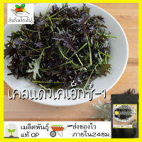 เมล็ดพันธุ์ เคลแดง เคเอ็กซ์-1 100 เมล็ด KX-1 Kale seed เมล็ดพันธุ์แท้ นำเข้าจากต่างประเทศ ปลูกผัก สวนครัว ปลูกง่าย โตไว