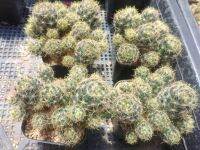 ?แมมเม็ดพริก? Mammillaria Prolifera ต้นกระบองเพชร  ขนาด 5-6ซม. ต้นแคคตัส (กรุณาอ่านรายละเอียดก่อนทำการสั่งซื้อครับ)