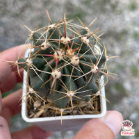 โปรโมชั่น เฟอโรเล็บเหยี่ยว Ferocactus Peninsulae แคคตัส กระบองเพชร cactus&amp;succulent ราคาถูก  แคคตัส กระบองเพรช ตะบองเพรช ไม้จิ๋ว ไม้ตั้งโต๊ะทำงาน ไม้ประดับ ไม้มงคล ไม้ดอก