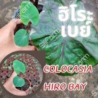 1 ต้น โคโลคาเซีย ฮิโระเบย์ Colocasia Hilo bay ปลูกได้ทั้งแบบบนดินและในน้ำ? จัดส่งแบบยกกระถาง สินค้าพร้อมส่ง