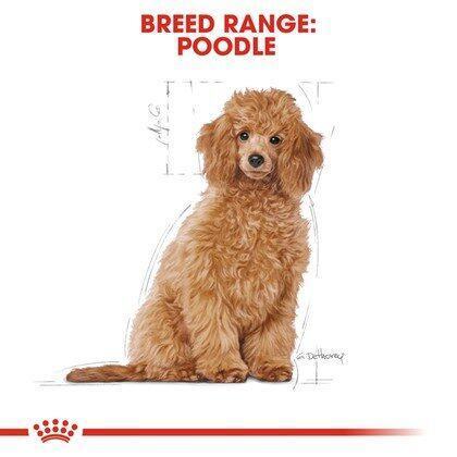 royal-canin-poodle-puppy-dog-food-อาหารลูกสุนัขพันธุ์-พุดเดิ้ล-อายุ-2-10-เดือน-1-5-กก