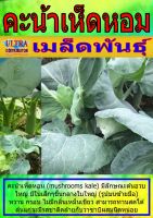 AGPV เมล็ดพันธุ์ คะน้าเห็ดหอม แบ่งขาย ราคาต่อ1ซอง