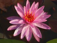 เมล็ดสายต่างประเทศ (Night Blooming Water Lily) ขาวแกมชมพู 5 เมล็ด