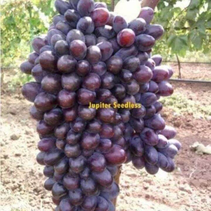 Grafting Jupiter grape seedlingsthe most imported grapes Lazada PH