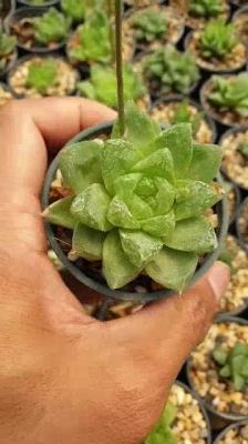 พร้อมส่ง โปรโมชั่น ต้นไม้อวบน้ำ ฮาโวเทีย Hawortia obtusa #ต้นกุหลาบหิน #succulents ส่งทั่วประเทศ พรรณ ไม้ น้ำ พรรณ ไม้ ทุก ชนิด พรรณ ไม้ น้ำ สวยงาม พรรณ ไม้ มงคล