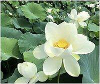 5 เมล็ดพันธุ์ บัว สายพันธุ์ Lotus of Golden Wheel สีขาว นำเข้าจาก อเมริกา เพาะปลูกและเก็บเมล็ดในไทย ขยายพันธุ์ในไทยได้