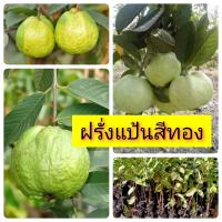 ฝรั่งแป้นสีทอง กิ่งตอน จัดชุด 3 ต้น 200 บาท