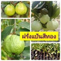 ฝรั่งแป้นสีทอง จัดชุด 2 ต้น 160 บาท กิ่งตอนชำลงถุงดำแล้ว สูง 50-60 ซม.