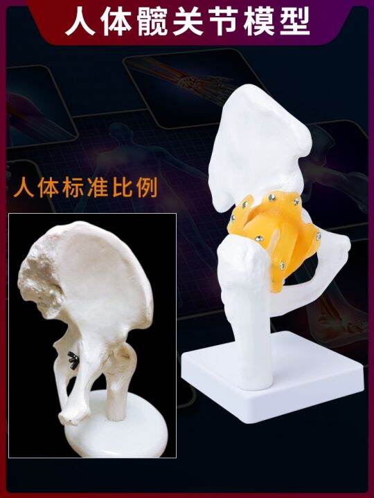 human-body-joints-bone-elbow-wrist-ankle-bone-shoulder-knees-hip-bone-attached-to-the-ligament-of-medical-teaching-toys-model