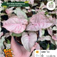 ( Pro+++ )++ เงินไหลมาจุดชมพู/เงินไหลมาด่างจุดชมพู/Syngonium Pink Spot ราคาดี ต้นไม้ ฟอก อากาศ กระถาง ต้นไม้ ไม้ ประดับ ต้นไม้ ปลูก ใน บ้าน