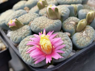 25 เมล็ด ไลทอป กระบองเพชร ไม้อวบน้ำ กุหลาบหิน แคคตัส Living Stones Lithops สายพันธุ์ verruculosa ‘Rose of Texas’