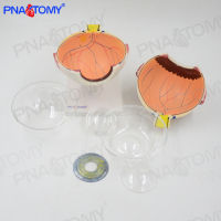 Spot parcel post Anatomical Structure of Human Eye 6 Magnification Model Teaching Ophthalmic Biological Science and Education Instrument