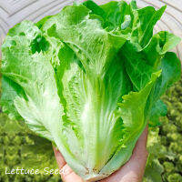 ปลูกง่าย ปลูกได้ทั่วไทย ของแท้ 100% 100Pcs เมล็ดพันธุ์ ผักสลัด Lettuce Seeds Organic Vegetables Seeds for Planting เมล็ดพันธุ์ผัก ต้นไม้ฟอกอากาศ เมล็ดดอกไม้ เต็มไปด้วยคุณค่าทางโภชนาการ เมล็ดพันธุ์ผัก ผักสวนครัว Plants Seeds for Home &amp; Garden