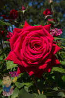 12 เมล็ด Rose Seeds กุหลาบ สายพันธุ์ Loving Memory สีแดง