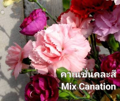 ดอกคาเนชั่นคละสี  เมล็ดพันธุ์ดอกคาเนชั่นคละสี Canation Mix Colour Seeds บรรจุ 30 เมล็ด  คาเนชั่น